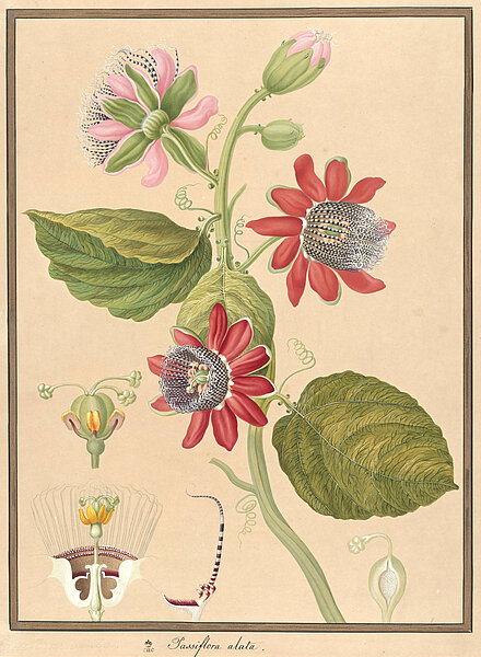 Illustration von exotisch aussehender Pflanze mit roten und rosa Blütenblättern